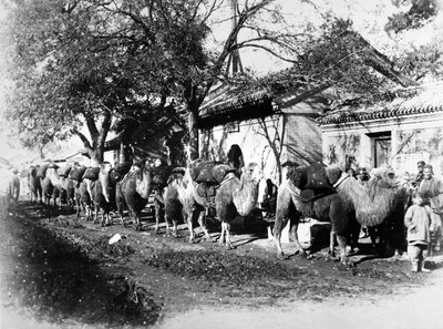 Camel Caravan on the Outskirts of Peking by English Photographer
